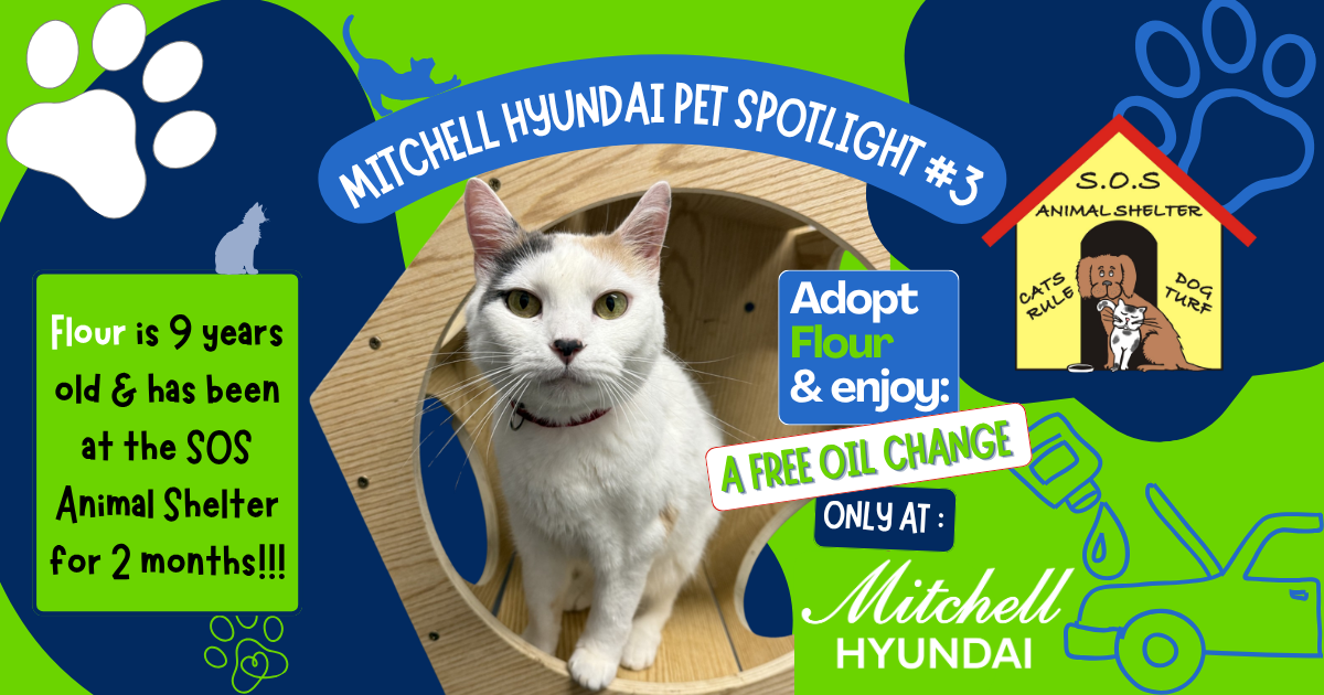 Flour, the current Mitchell Hyundai Pet Spotlight cat available for adoption at Save Our Strays Animal Shelter