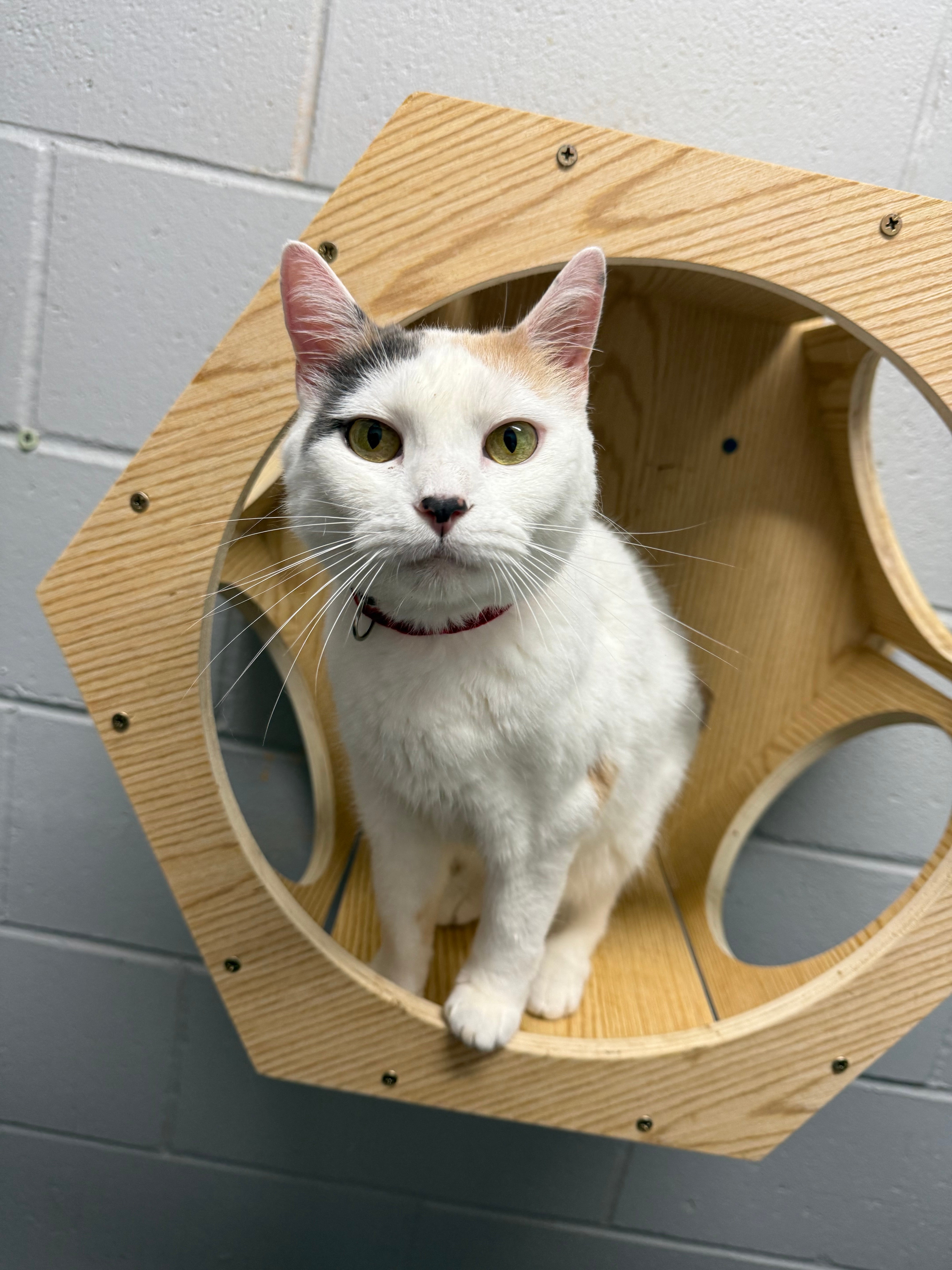 Bandit, current Pet Spotlight cat available for adoption from Save Our Strays