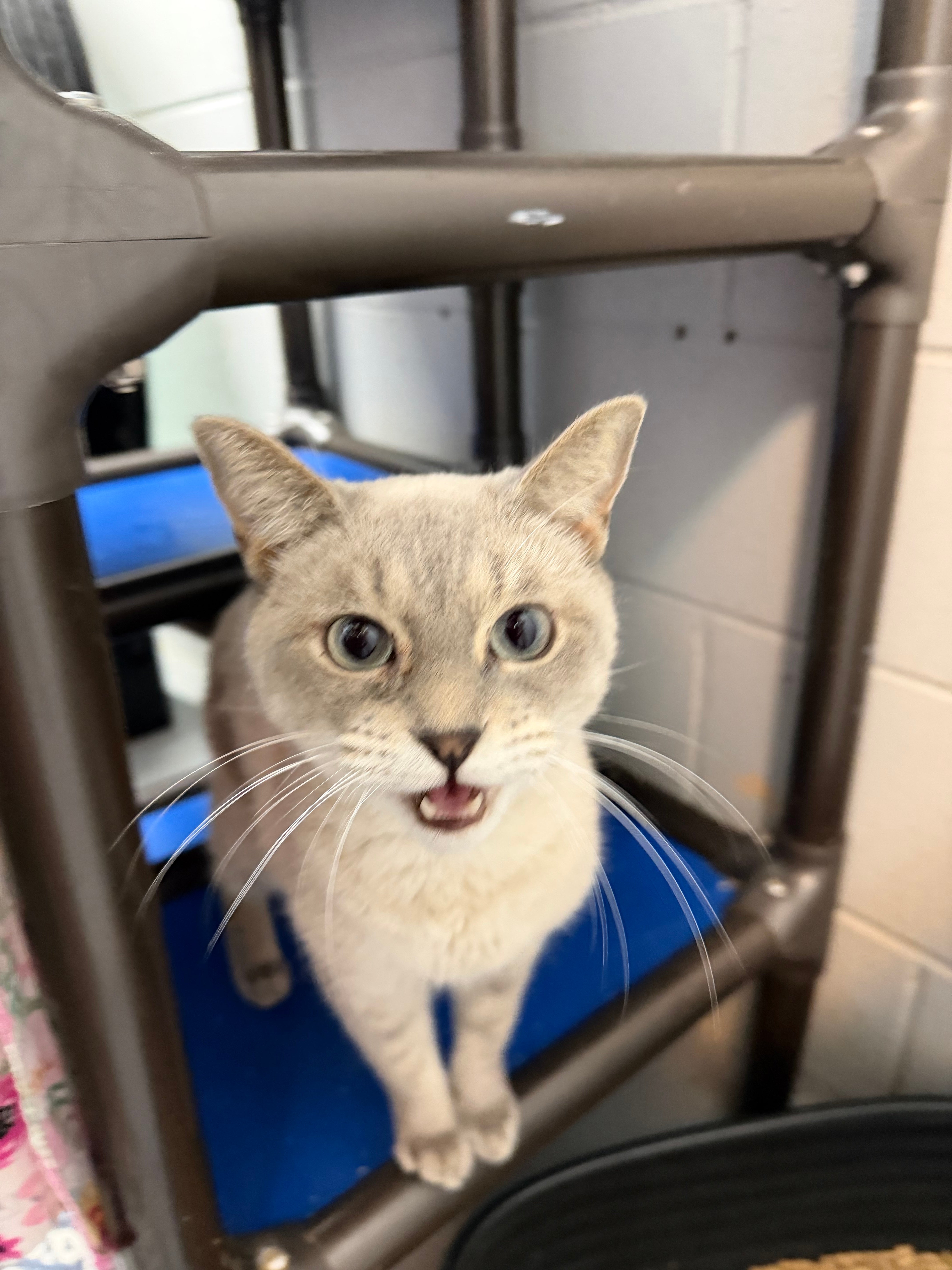 Tweety, current Pet Spotlight cat available for adoption from Save Our Strays