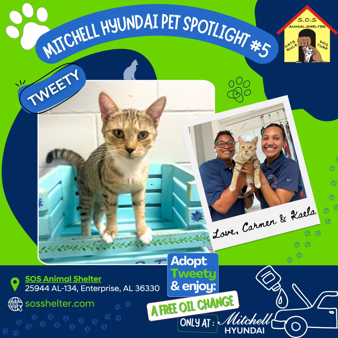 Tweety, the current Mitchell Hyundai Pet Spotlight cat available for adoption at Save Our Strays Animal Shelter