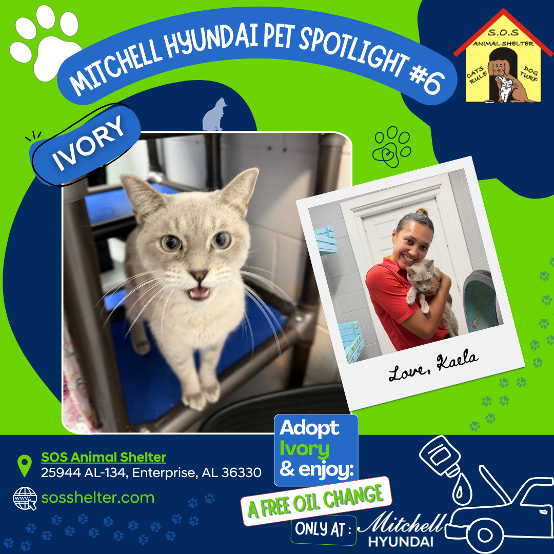 Ivory, the current Mitchell Hyundai Pet Spotlight cat available for adoption at Save Our Strays Animal Shelter