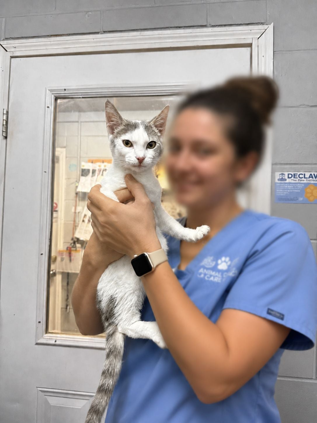 Bandit, current Pet Spotlight cat available for adoption from Save Our Strays
